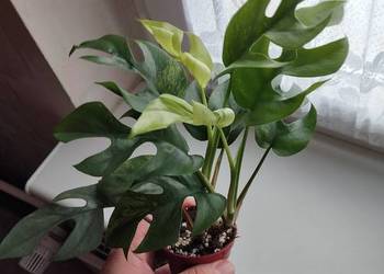 Sadzonka kolekcjonerska MONSTERA Rhapidophora Tetrasperma Mi