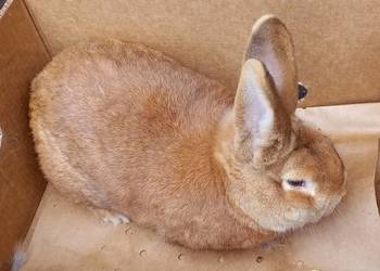 Królik - dorosły samiec