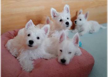 West Highland White Terrier  |  ZKwP FCI suczka