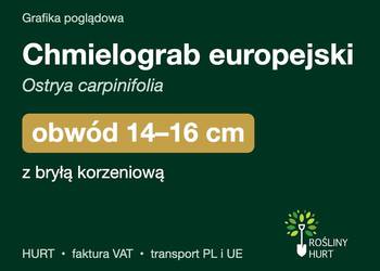 Chmielograb europejski obwód 14-16 cm, z bryłą – HURT