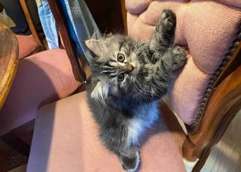 Kot perski kocurek pręgowany z rodowodem