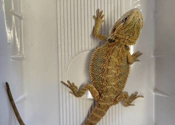 Agama Brodata - Sklep Zoologiczny
