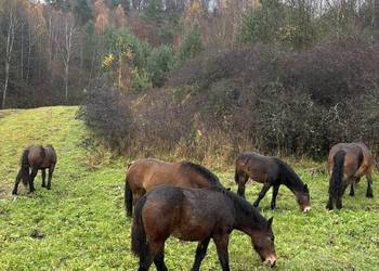 Likwidacja stada klacze PKZ