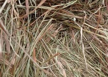 Sprzedam siano 1 pokos