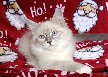 Koty Syberyjskie Neva Masquerade - NEMO ZKolakowegoDomu*PL