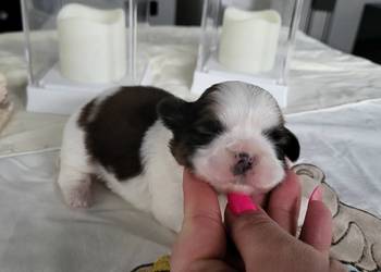 Pieski shih tzu tricolor i złoty z czarną maską