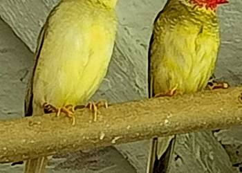 Para astryldów trzcinowych. Trzciniaki.