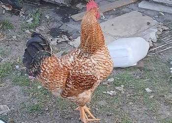 Sprzedam koguta...