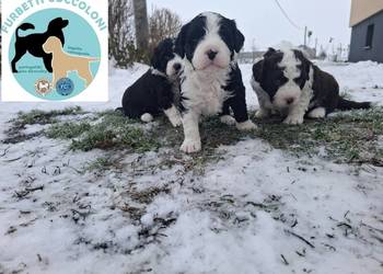 Portugalski pies dowodny szczenięta pieski suczki