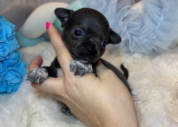 Chihuahua piesek krótkowłosy niebieski Blue badania DNA