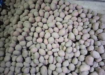 Ziemniaki Belaroza Laura