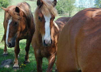 Ogierek pod siodlo, do rekreacji Ogierek pod siodlo, do rekreacji
