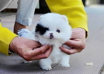Szpic Pomeranian Szczenieta