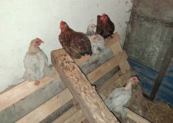 Kurczaki silki I kochin