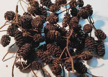 Szyszki olchy czarnej - antyglon, akwarium, krewetkarium, oczko wodne