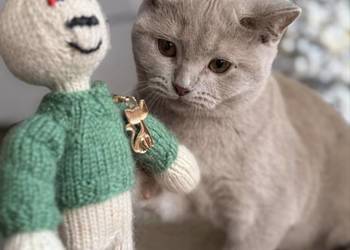 płowy brytyjski kocurek