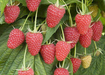 Sadzonki malin poziomek