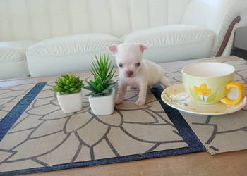 Chihuahua mini,mini suczki z rodowodem