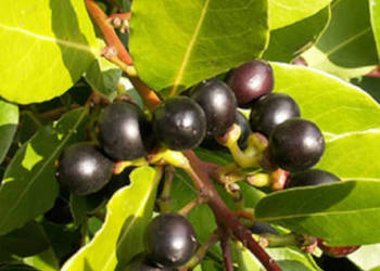 WAWRZYN SZLACHETNY Laurus nobilis NASIONA 10 sztuk - 10g.