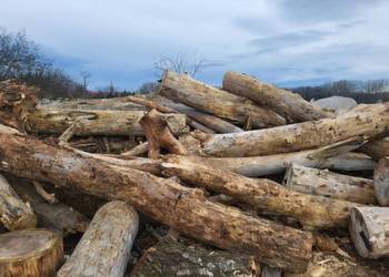 Drzewo opałowe Topola