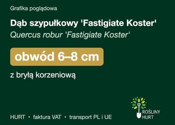 Dąb szypułkowy 'Fastigiate Koster' obwód 6-8 cm, z bryłą – HURT