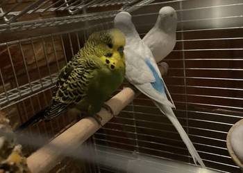 Papugi nimfy i faliste