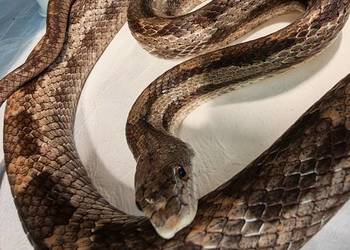 Rat Snake promocja tylko do końca czerwca