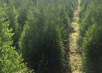 Tuja Szmargd, Thuja Smaragd wysokość 50-70 cm