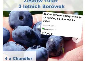 Borówki amerykańskie od wczesnych do późnych