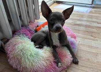 Chihuahua piesek liliowy