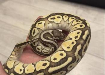 Pyton królewski Lesser Hurricane z wyposażeniem