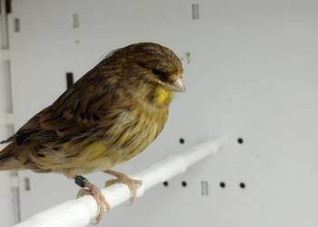 Kanarki Gloster samce 26 r.