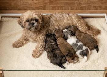 Shih tzu