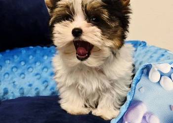 Cudowny bardzo malutki piesek 100% BIEWER York Do odbioru Yorki