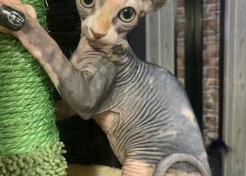 Sfinks Kanadyjski. Rezerwacja kociaków.