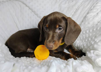 SAMIEC Jamnik krótkowłosy Czekoladowy podpalany BOOTES Kraków