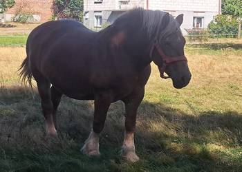 Klacz sokulską żrebna