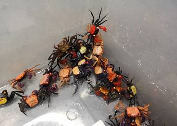 Kraby wampiry, red devil itp. Geosesarma