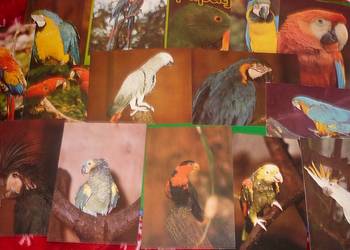 pocztówka zestaw papugi 9 szt  PRL pocztówka zestaw papugi 9 szt  PRL