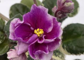 Fiołek afrykański kwitnąca sadzonka