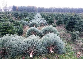 Jodła Kaukaska, Nordmann, cięta, choinki z Danii 4 euro Jodła Kaukaska, Nordmann, cięta, choinki z Danii 4 euro