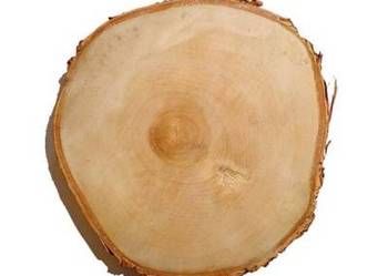 Plastry drewniane krążki brzoza 17-20cm szlifowane