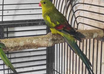 Papuga górska, samiec