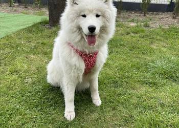 Samojed suczka roczna