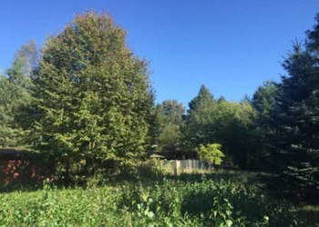 Kuligów piękny teren pod dom