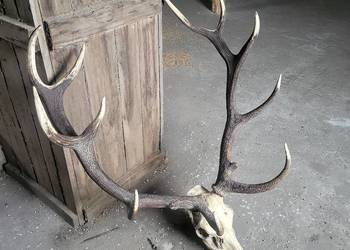 Poroze jelenia 7,7kg ładne