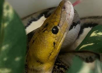 Samiec siaty Pied tiger het albino