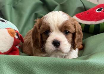 Cavalier King Charles Spaniel piesek Badi