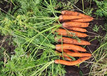 Świeża marchewka  od rolnika 2,50 zł/kg Transport: Złotów, Krajenka, Piła