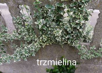 Trzmielina ,pnącze , cięte